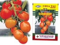 Benih Tomat F1-cosmonot
